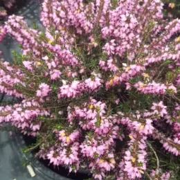 Bruyère 'Jw porter rose' (Erica darleyensis) — touffe dense de clochettes roses en floraison · Pot 3L Touffe