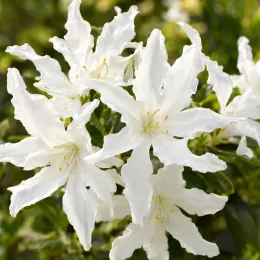 Azalée japonaise 'Steren whitekowhite' (Azalea japonica) — gros plan de fleurs blanches étoilées · Photo d'illustration