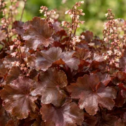 Heuchères 'Caffe vienna' (Heuchera) — feuillage brun rougeâtre avec petites fleurs claires · Photo d'illustration