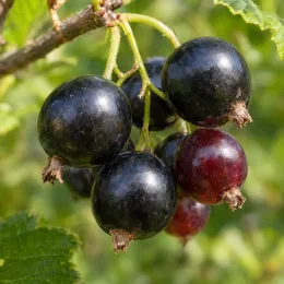 Casseillier anita 'Anita' (Ribes × nidigrolaria) — grappe de baies noires mûres en gros plan · Photo d'illustration