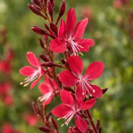 Gaura rouge compacte 'Rubra nana' (Gaura lindheimeri) — grappes de petites fleurs rouges en gros plan