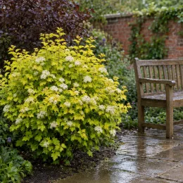 Physocarpe doré 'Dart s gold' (Physocarpus opulifolius) — arbuste à feuillage jaune fleuri près d un banc · Photo d'illustration