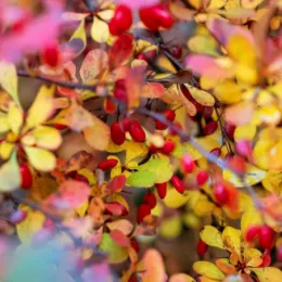 Berberis