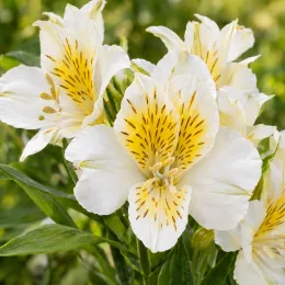 Lys des incas 'Summer sky' (Alstroemeria) — grappes de fleurs blanches mouchetées jaunes