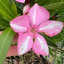Laurier rose 'Simie' (Nerium oleander) — gros plan de fleur rose et blanche abîmée