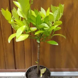 Oranger 'Sanguine' (Citrus sinensis) — jeune arbuste à feuillage dense en pot noir · Pot 1.5L Tige
