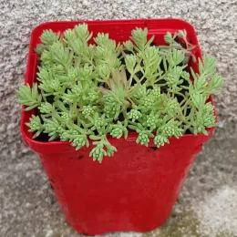 Orpin d'espagne 'Minus' (Sedum hispanicum) — jeune plante succulente verte en pot rouge · Godet