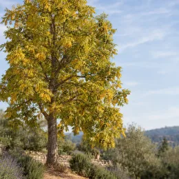 Noyer blanc d'amérique (Carya ovata) — grand arbre isolé au feuillage jaunissant · Photo d'illustration