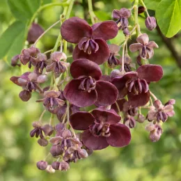 Akébie (Akebia quinata) — grappe de fleurs pourpres pendantes en gros plan · Photo d'illustration