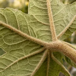 Aralie à papier de chine (Tetrapanax papyrifera) — gros plan sur revers de feuille velue