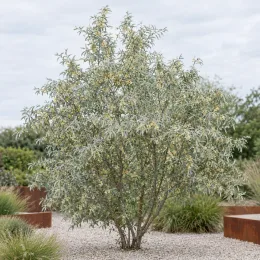 Goumi du japon à baies rouges 'Quicksilver' (Eleagnus angustifolia) — arbuste au feuillage argenté dans massif minéral · Photo d'illustration