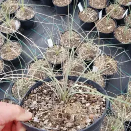Dasylire 'Sp zacatecas' (Dasylirion cedrosanum) — jeune plant graphique dans pot de pépinière · Pot 2.5L