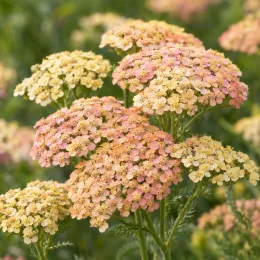 Achillée 'Pastel' (Achillea summer) — ombelles de petites fleurs pastel serrées · Photo d'illustration