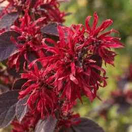 Loropétale de chine 'Rouge de la majorie' (Loropetalum chinensis) — gros plan de fleurs rouges et feuillage sombre