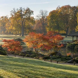 Érable du japon 'Seiryu' (Acer palmatum) — arbustes colorés près d'un étang de jardin · Photo d'illustration