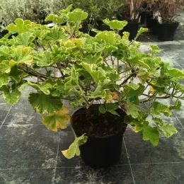 Géranium au parfum de citron 'Atomic snowflake' (Pelargonium) — plante touffue au feuillage vert panaché jaunissant · Pot 3L