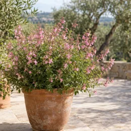 Sauge arbustive rose 'Lily rose' (Salvia × jamensis) — grand buisson fleuri rose dans pot terre cuite · Photo d'illustration