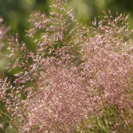 Eragrostis (Eragrostis spectabilis) — grandes panicules légères aux fins épillets rosés · Photo d'illustration