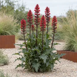 Acanthe d'ethiopie (Acanthus sennii) — touffe dressée aux longs épis floraux rouges · Photo d'illustration