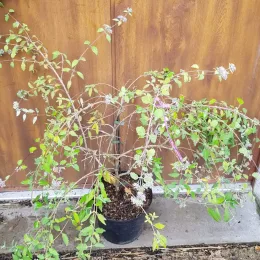 Caryopteris mongholica — arbuste ramifié clairsemé en pot noir devant cloison · Pot 6L Touffe