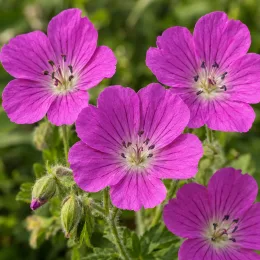 Pélargonium (Geranium sanguineum) — quatre fleurs roses ouvertes avec boutons verts · Photo d'illustration