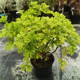 Géranium au parfum d’agrume 'Charity' (Pelargonium) — plante buissonnante au feuillage vert clair découpé · Pot 3L