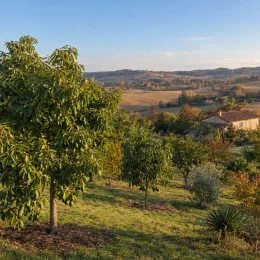 Avocatier race mexicaine 'Zutano' (Persea americana) — jeune arbre fruitier dans verger en pente