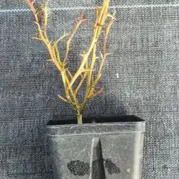 Orange trifoliée naine 'Flying dragon' (Poncirus trifoliata) — jeune plant épineux sans feuilles dans pot noir · Godet