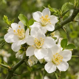 Porte-greffe 'Rich' (Poncirus trifoliata) — fleurs blanches ouvertes sur tiges épineuses vertes