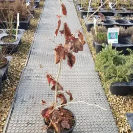 Hamamélis de chine 'Diane' (Hamamelis mollis) — jeune arbuste caduc en pot sur allée · Pot 3L