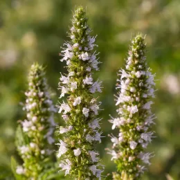 Menthe 'Mojito cocktail' (Mentha × piperita) — épis floraux serrés aux petites fleurs pâles · Photo d'illustration
