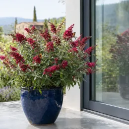 Buddleia 'Butterfly candy little ruby' (Buddleja davidii) — arbuste aux épis floraux rouges dans pot bleu