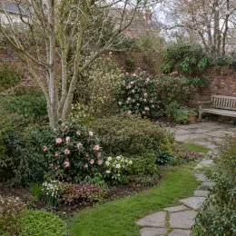 Camélia du japon 'Margaret davis blanc strie rose' (Camellia japonica) — massif de jardin fleuri avec allée pavée et banc · Photo d'illustration