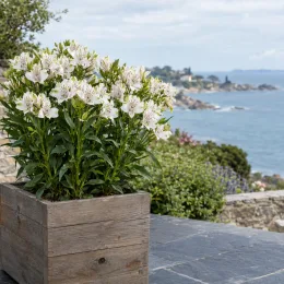 Alstrœmères (Alstroemeria) — plante florifère en bac bois sur terrasse côtière · Photo d'illustration