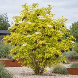 Sureau noir 'Aurea' (Sambucus nigra) — arbuste touffu au feuillage clair, fleurs et baies · Photo d'illustration