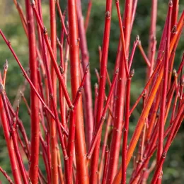 Cornouiller stolonifère 'Cardinal' (Cornus sericea) — rameaux nus rouges avec bourgeons, gros plan · Photo d'illustration