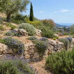 Liseron de mauritanie 'Compacta' (Convolvulus sabatius) — massif de vivaces fleuries sur restanques en pierre · Photo d'illustration