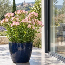 Alstroemeria 'Summer break' (Alstroemeria aurea) — plante fleurie en pot bleu sur terrasse ensoleillée · Photo d'illustration