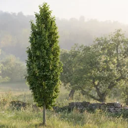Charme commun 'Lucas' (Carpinus betulus) — arbre étroit dressé dans un paysage champêtre