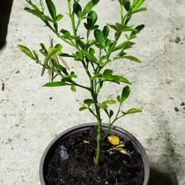 Citrange 'Carrizo' (Citrus sinensis) — jeune plant feuillu en pot plastique · Pot 1.5L