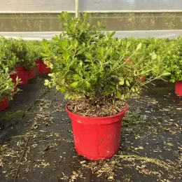 Escallonia 'Red dream' — jeune arbuste dense en pot rouge de pépinière · Pot 4L