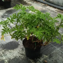 Géranium au parfum de noix de coco 'Lycée horticole de blois' (Pelargonium) — plante buissonnante au feuillage très découpé en pot · Pot 3L