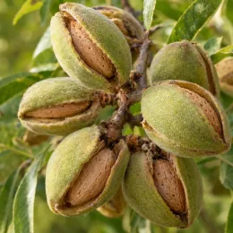 Amandier 'Supernova' (Prunus amygdalus) — gros plan sur plusieurs fruits ouverts sur branche