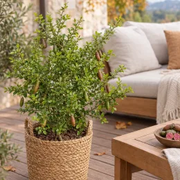 Citronnier caviar 'Pink crystal' (Citrus australasica) — arbuste fruitier en pot tressé sur terrasse