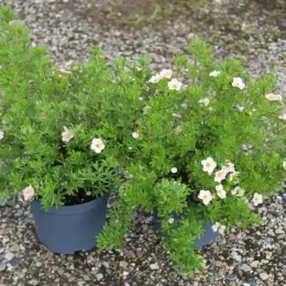 Potentille 'Lovely pink' (Potentilla fruticosa) — jeunes arbustes fleuris en pot sur gravier · Pot 3L