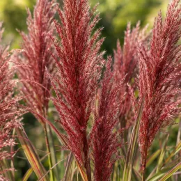 Miscanthus 'Red zenith' (Miscanthus sinensis) — grands épis plumeux rouges en gros plan · Photo d'illustration