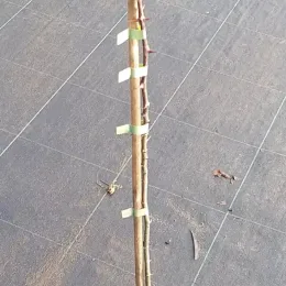 Poivrier de sansho (Zanthoxylum schinifolium) — jeune plant ligneux épineux en pot de culture · Pot 2.5L Baliveau