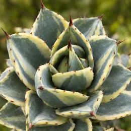 Agave '(cv. shoji-raijin) f. variegata' (Agave potatorum) — rosette serrée aux feuilles panachées dentées