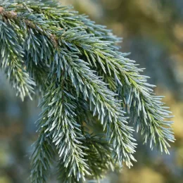 Cèdre de l'himalaya feeling blue 'Feelin blue' (Cedrus deodara) — gros plan de rameaux retombants à aiguilles bleutées