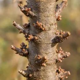 Pommier 'Valzer' (Malus ballerina) — tronc vertical avec nombreux bourgeons et rameaux taillés